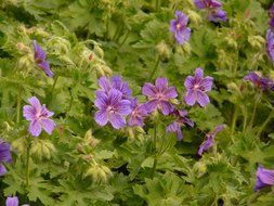 geranium bushes with purple flowers