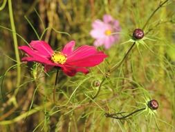 macro photo of bright pink flower in the field