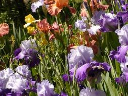 Colorful irises