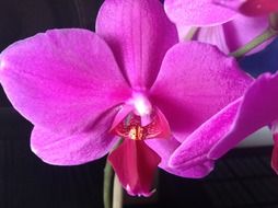 macro photo of a bright pink orchid