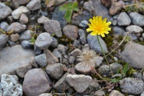 yellow flower among the stones