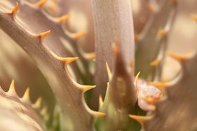 succulent cactus leaves