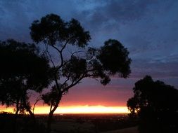 silhouettes of trees against a colorful fiery sunset