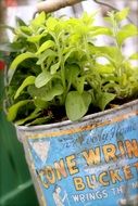 plants in a rustic pot on a blurred background