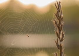 spider on a web near a ripe ear