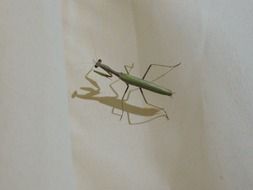 green mantis insect on a white surface