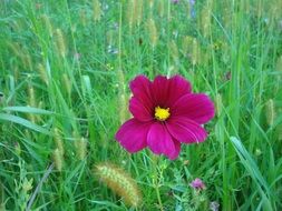 spiky wild flower