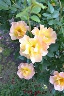 Beautiful, yellow and pink rose flowers