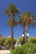 landscape palm trees tree air