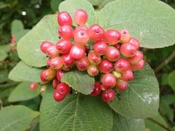 berries red wild