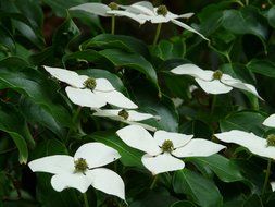 dogwood bush with white flowers