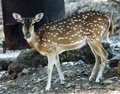 white dot deer mammal