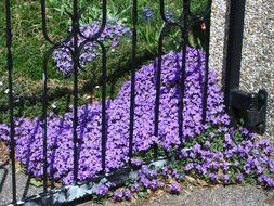 purple flowers as a spring scene