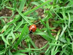 ladybug on the green grass
