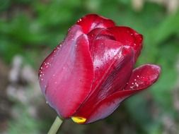 dark red tulip on a stalk