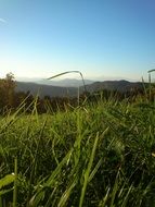 meadows in Slovenia close-up