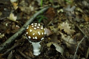 Picture of the panther cap mushroom