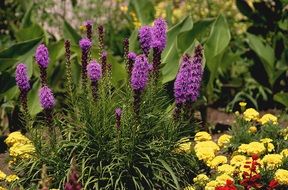 purple and yellow bright flowers in the garden