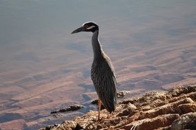 high bird at the edge of clear water