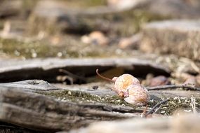 Macro Picture of the ground