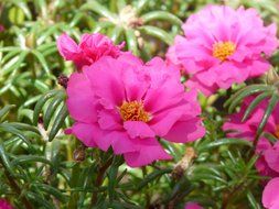 portulaca grandiflora closeup