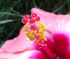 pink pestle macro photo