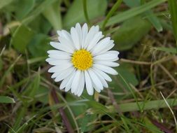 spring white daisy close-up on blurred background