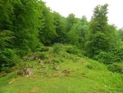 spring green forest
