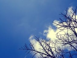 black tree branches, white clouds and blue sky