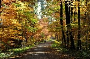 autumn deciduous