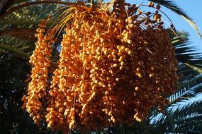 rich harvest of the date palm