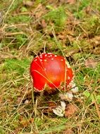 red mushroom on the grass in the forest