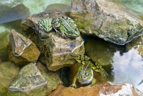two frogs by the stones in the pond