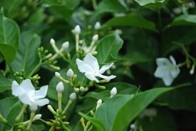 white wildflower macro