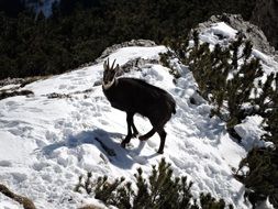 chamois snow animal