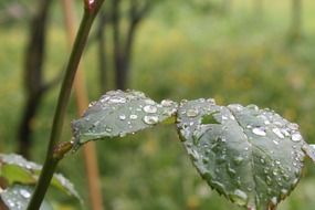 rosenblatt with rain drops