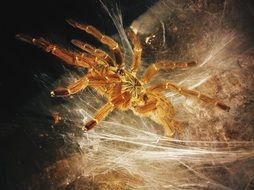birdspider cobweb