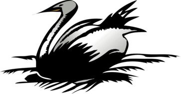 black and white swan as a graphic image