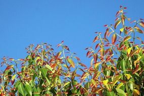 cinnamon leaves