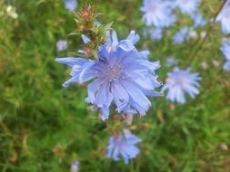 blue chicory flowers in the meadow