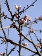 almond buds in spring