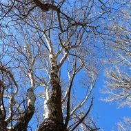 leafless birch trees in spring