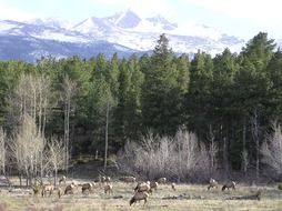 panoramic view of a pasture in the colorado mountains