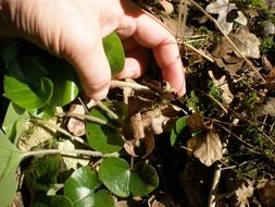 Green europaeum plant