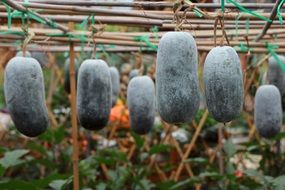 Dark winter melon