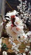 flowering apricot in damascus