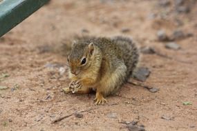 squirrel in the wild in tanzania