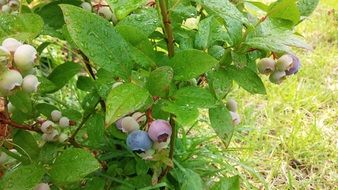 blueberry plant with unripe berries