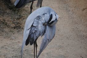 extraordinarily beautiful bird stork