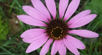 purple flower petals macro photo